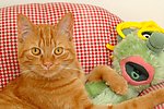 小猫