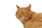 小猫