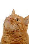小猫