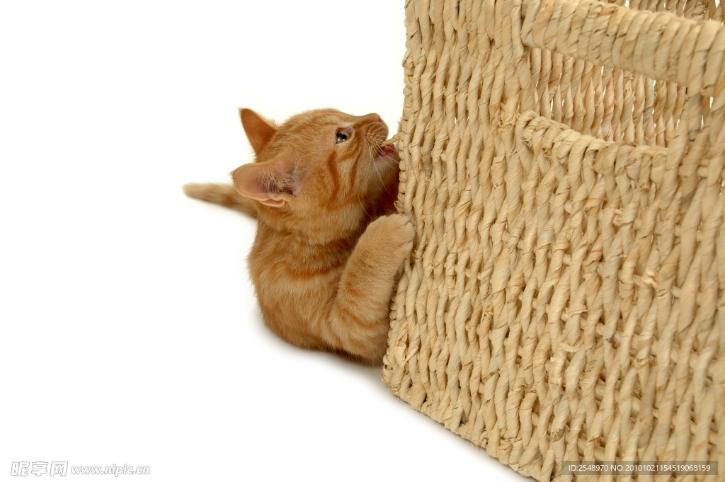小猫