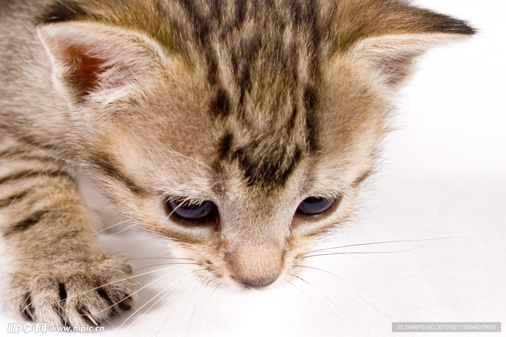 小猫
