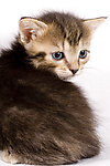 小猫