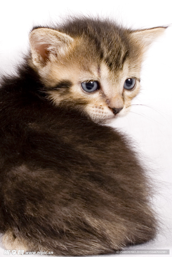 小猫