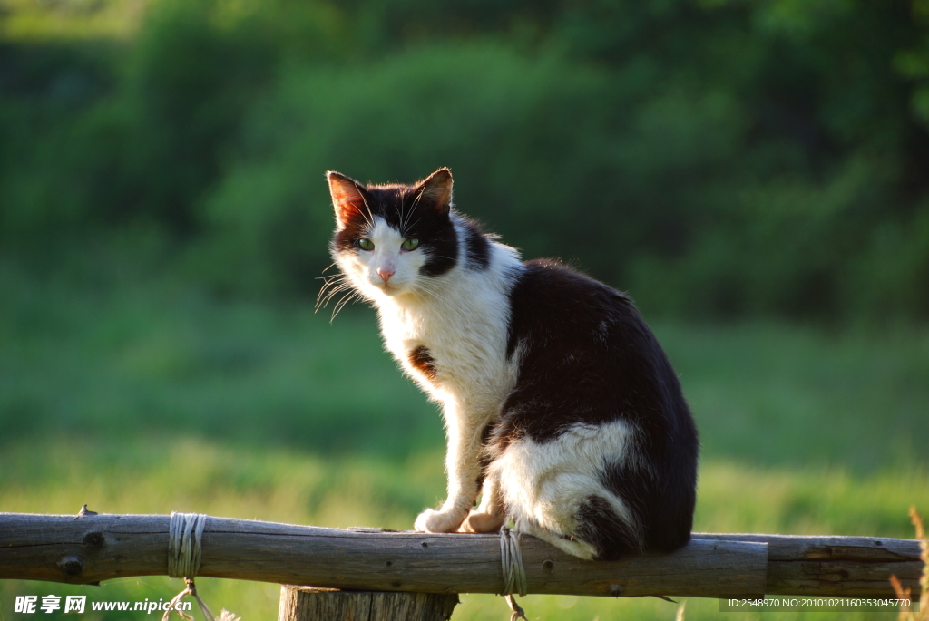 小猫