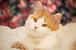 小猫