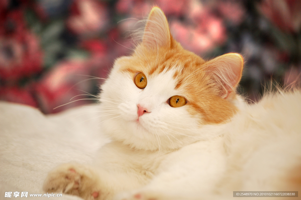 小猫