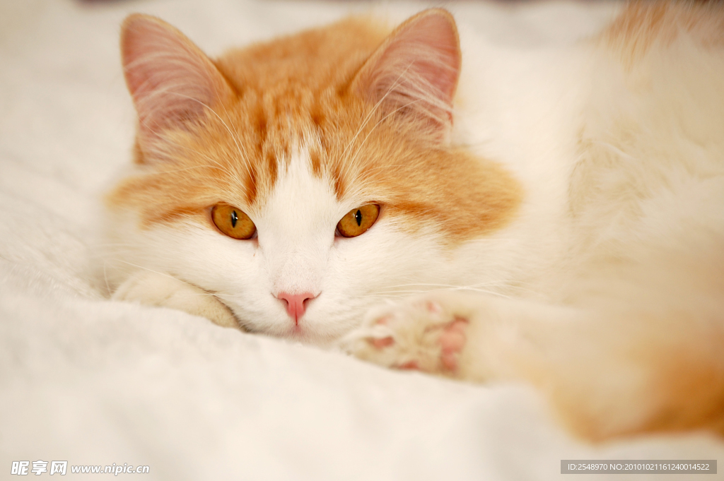 小猫
