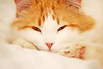小猫