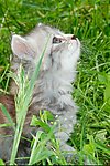 小猫