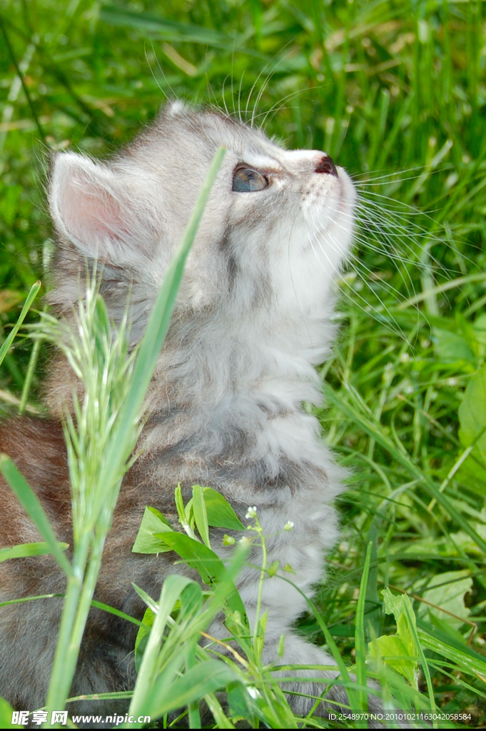 小猫