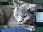 小猫