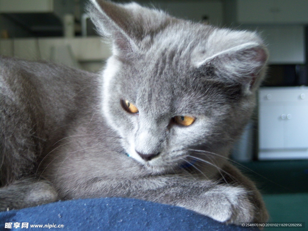 小猫