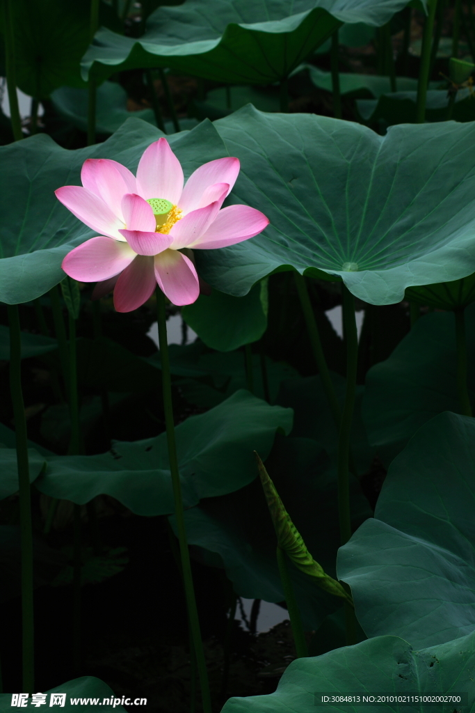 荷花