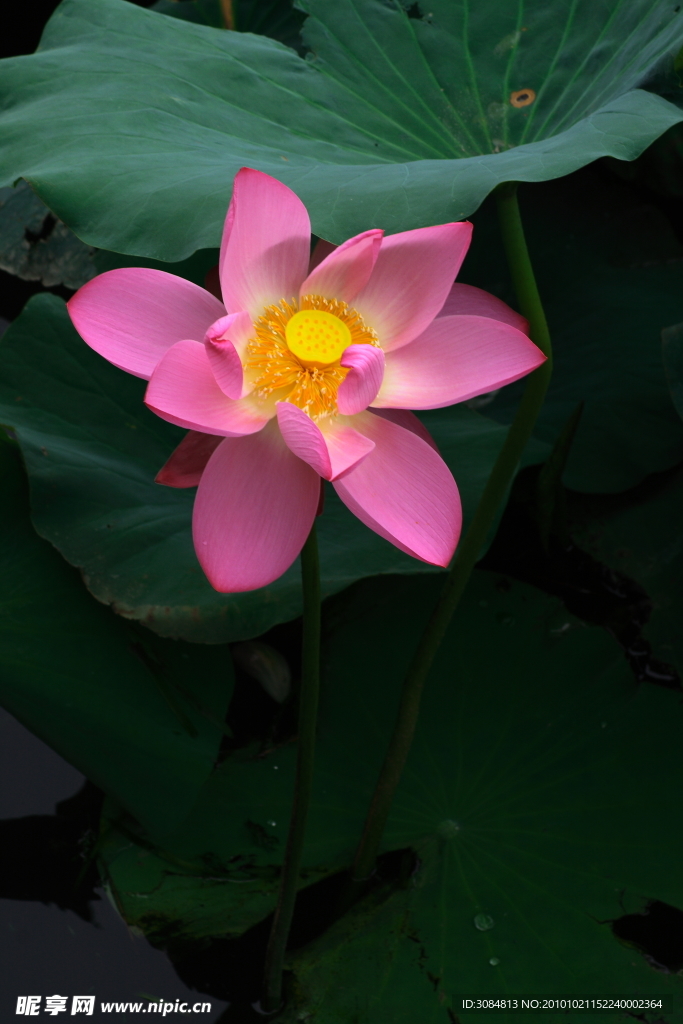 荷花