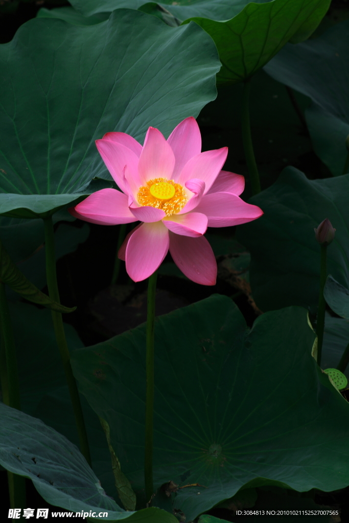 荷花