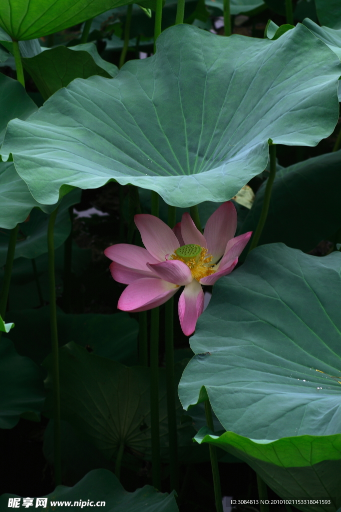 荷花