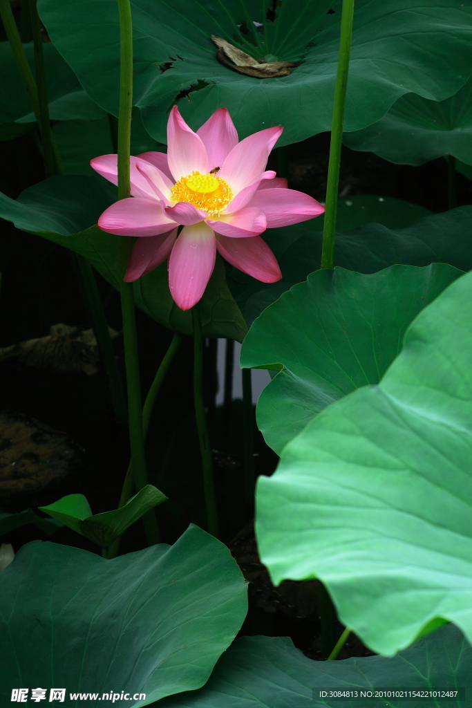 荷花