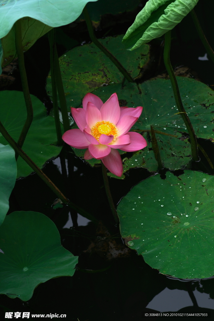 荷花
