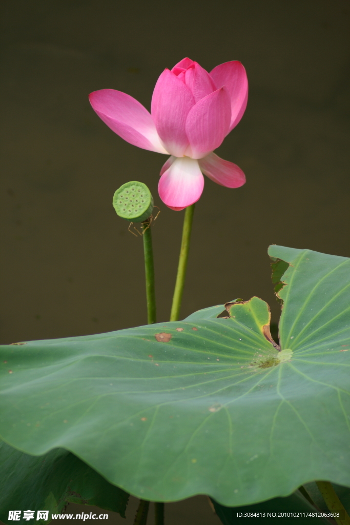 荷花