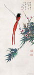 红羽