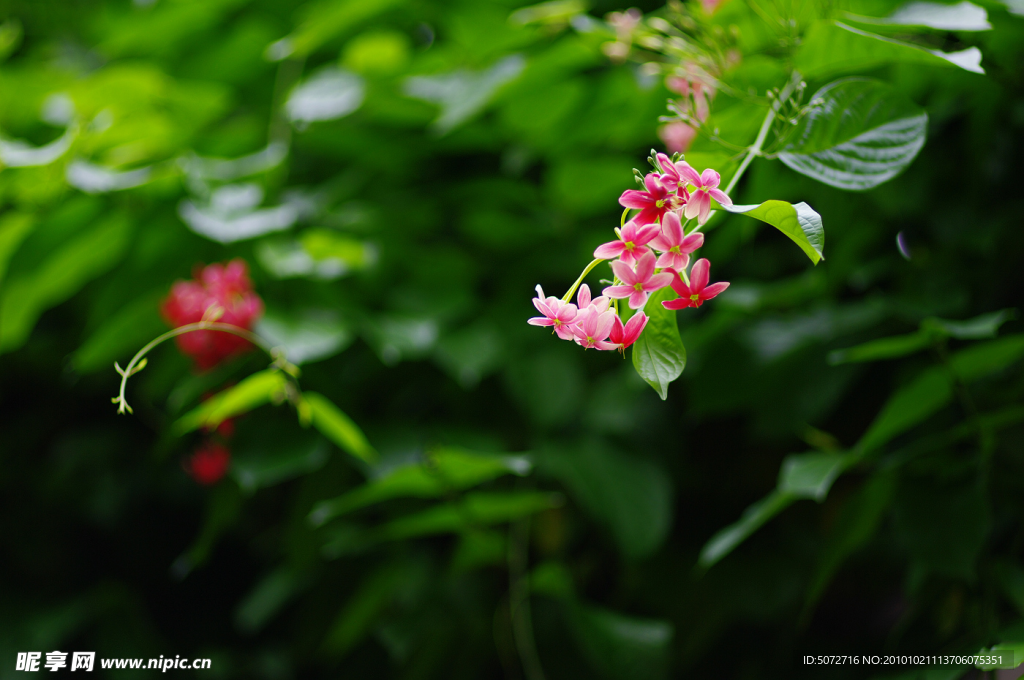 绿色植物