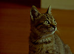 可爱猫咪
