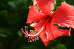 扶桑花