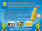 金娃娃 玉米种子 海报宣传