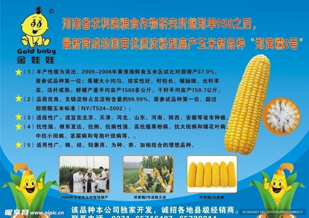金娃娃 玉米种子 海报宣传