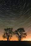 星空下的树