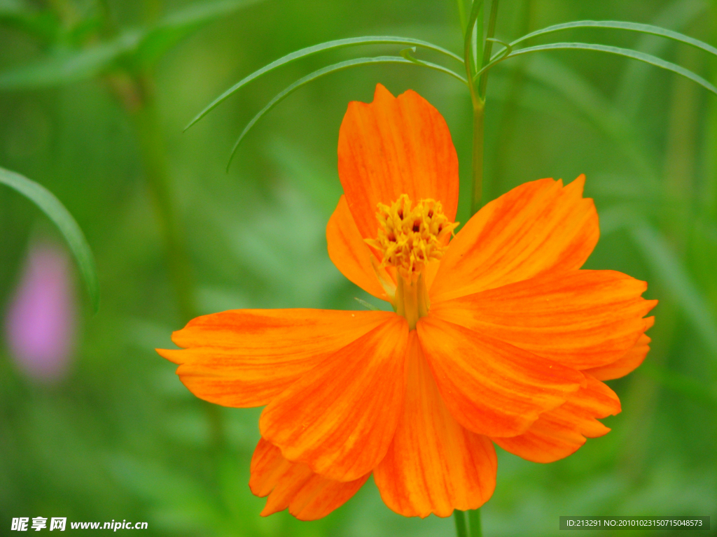 硫华菊