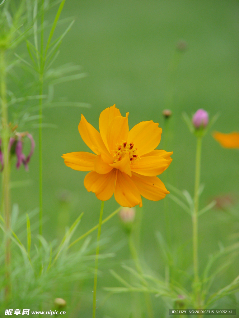 硫华菊