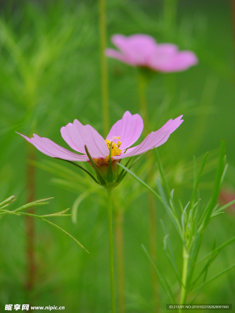 波斯菊