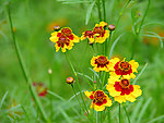 波斯菊