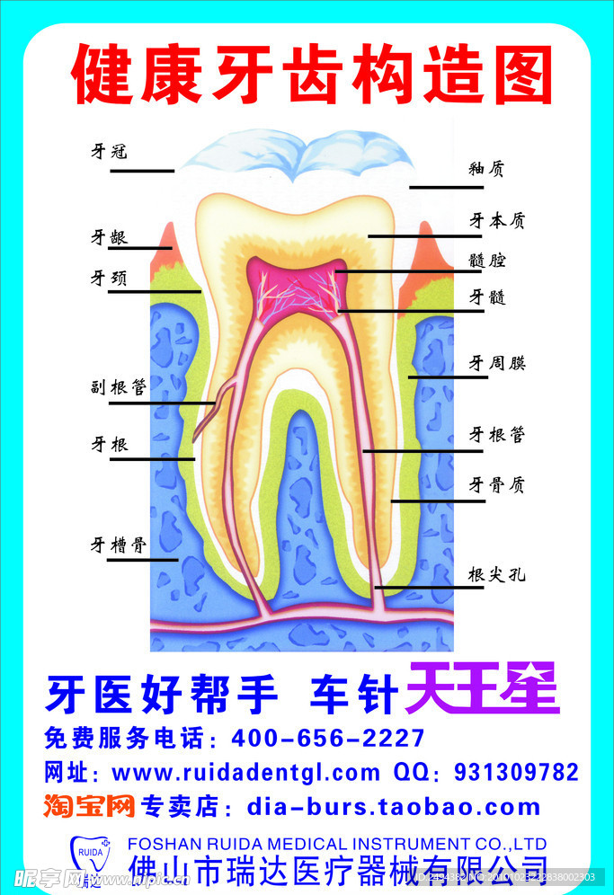 牙齿构造图