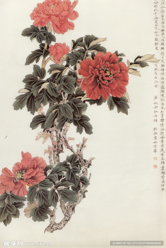 牡丹花