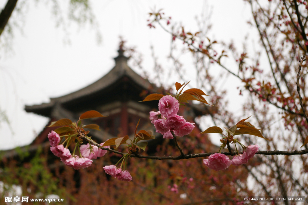 青龙寺