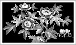 芙蓉花