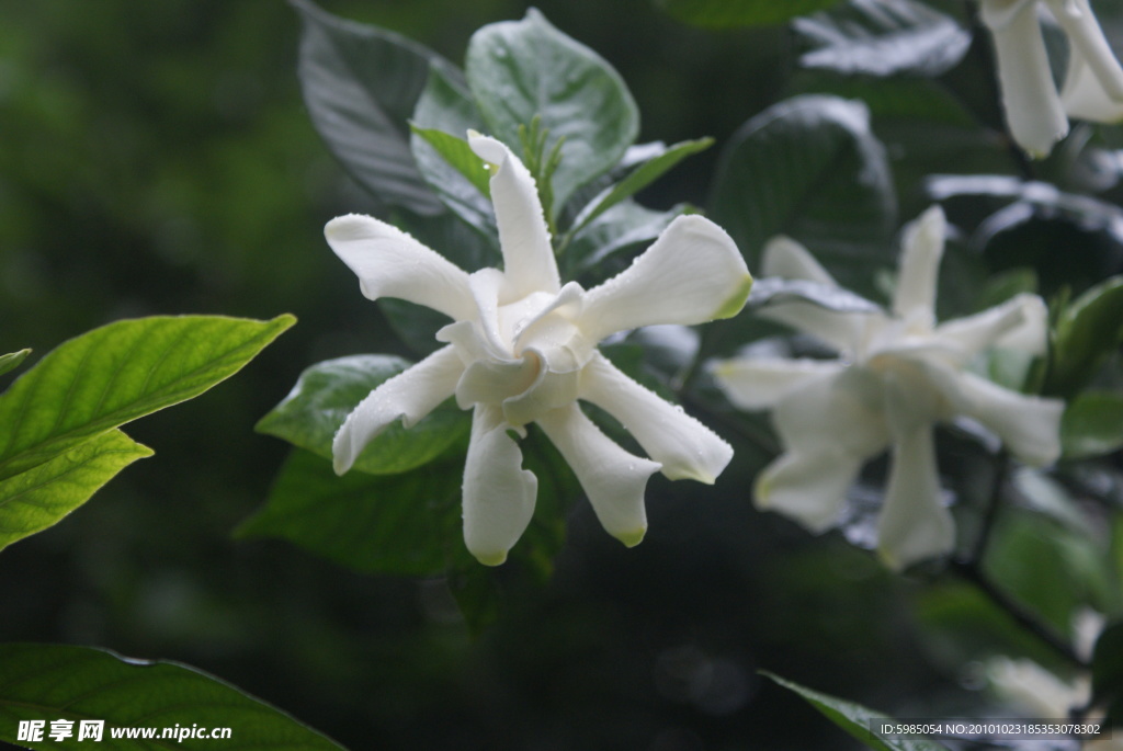雨后栀子花花