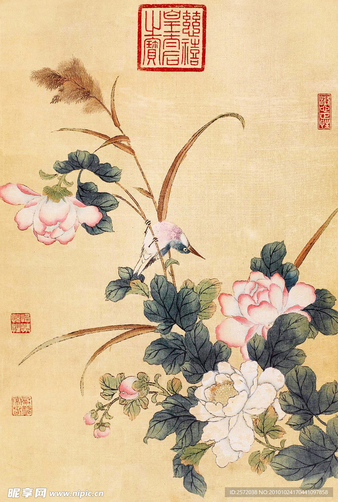 芙蓉小鸟