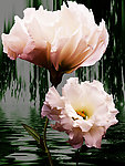 芙蓉