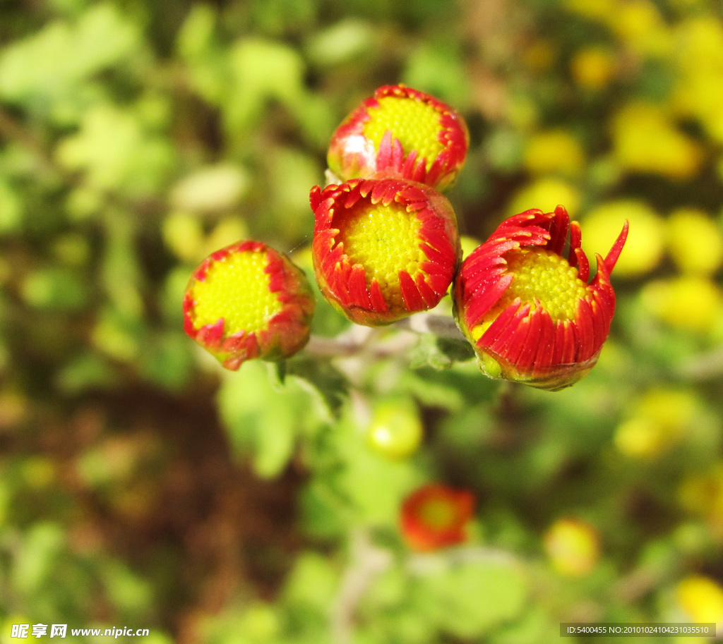 红菊花花蕾