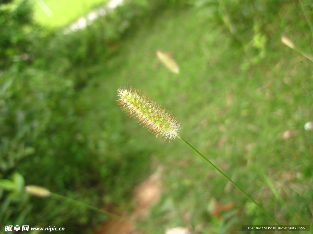 野草