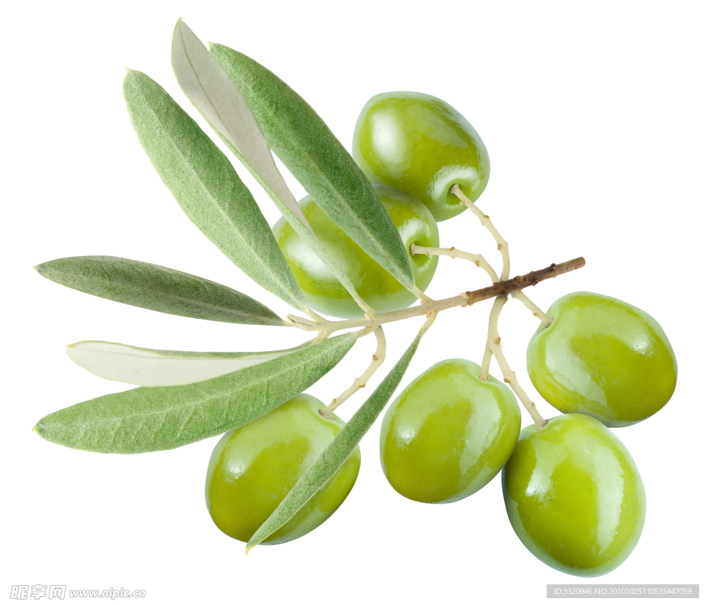 橄榄 橄榄油