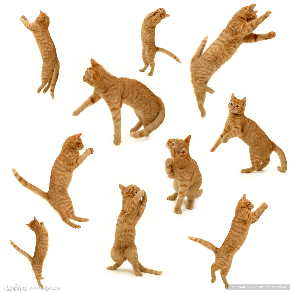 可爱的小猫