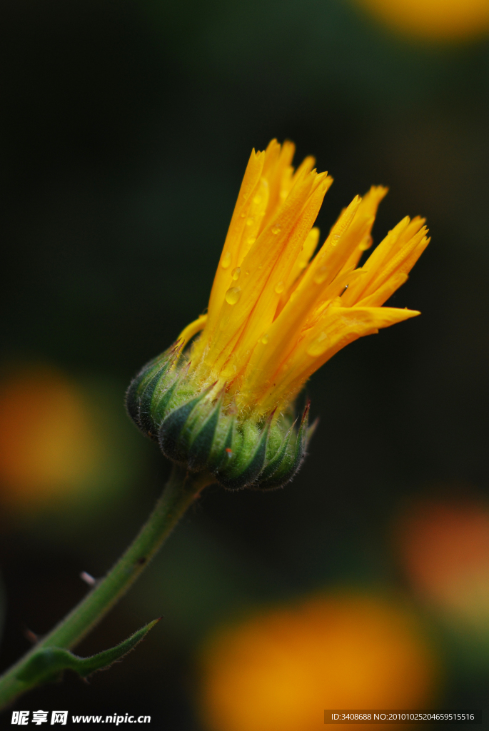 花蕾