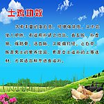 土鸡简介