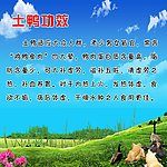 土鸭简介