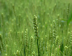 绿色的小麦地