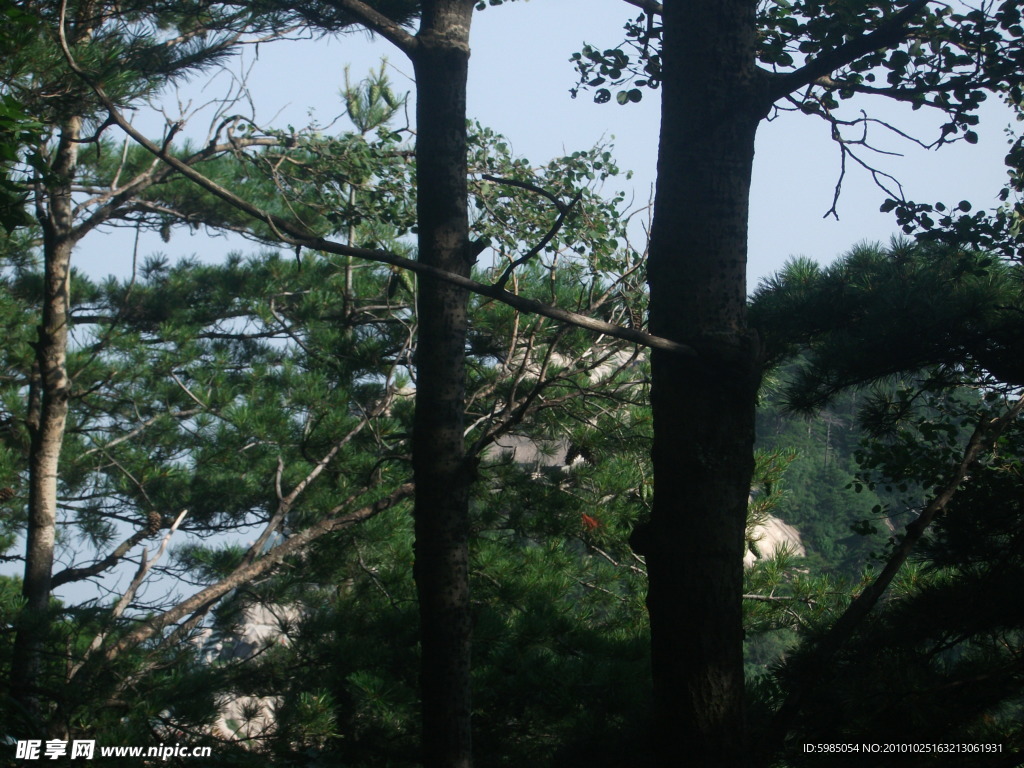 松树